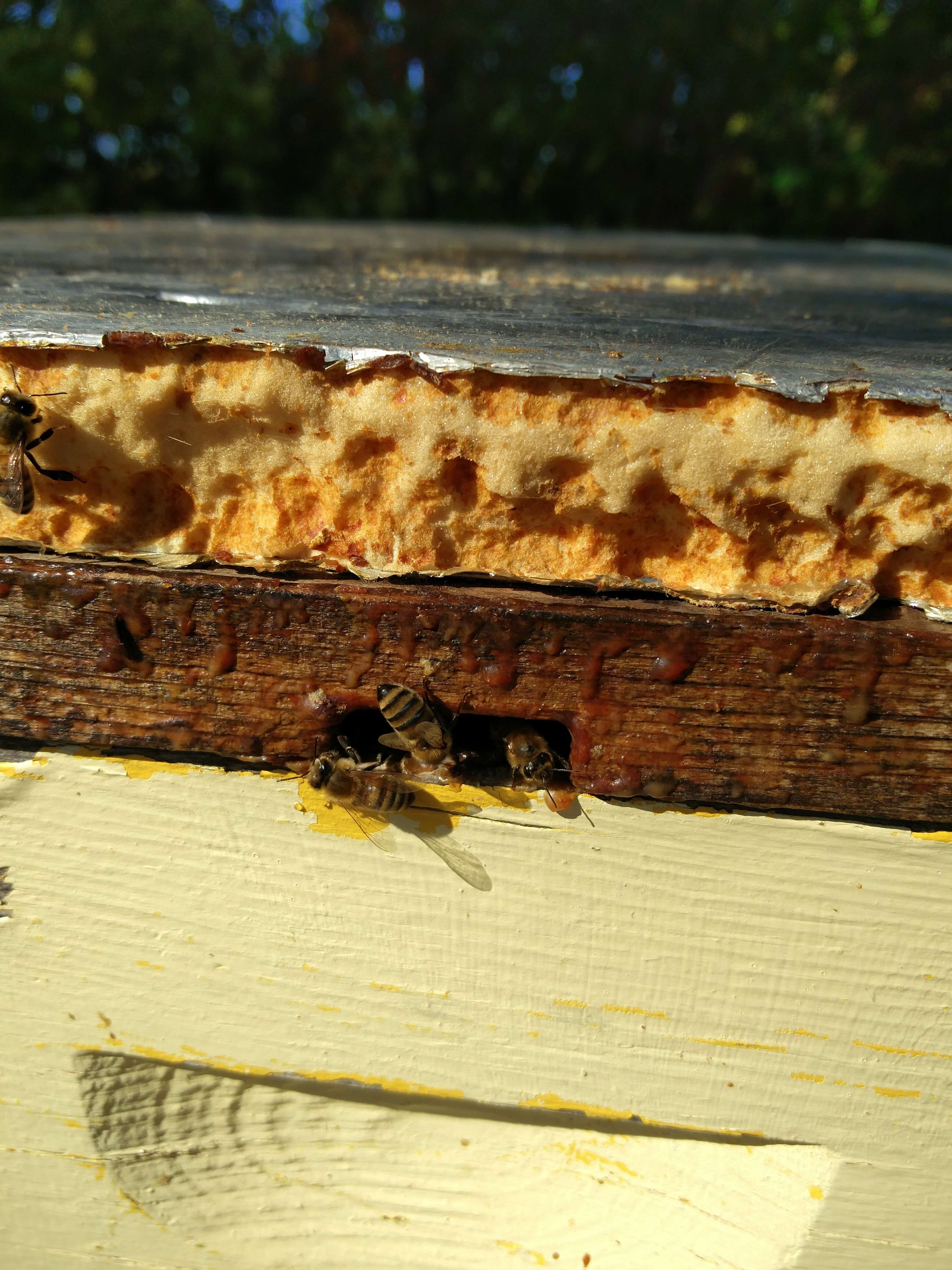A honey bee crawling into the open upper entrance a hive